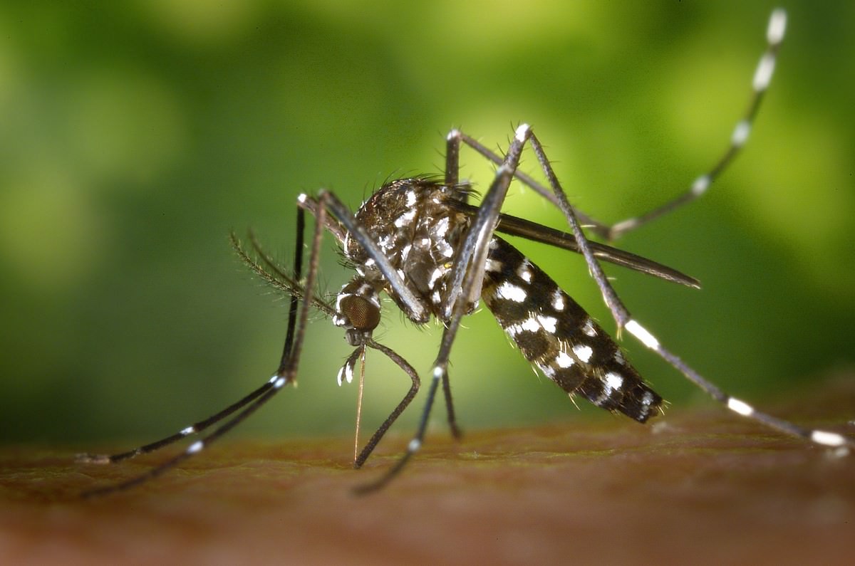 Foto meramente ilustrativa de mosquito. Foto: Pixabay.