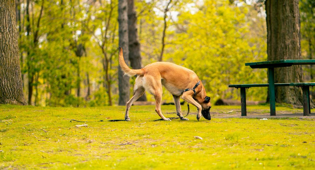 Imagem meramente ilustrativa de cão farejando. Foto: Sunyu Kim no Pexels.