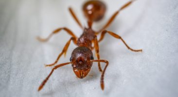 Imagem meramente ilustrativa de formiga. Photo: Egor Kamelev no Pexels.