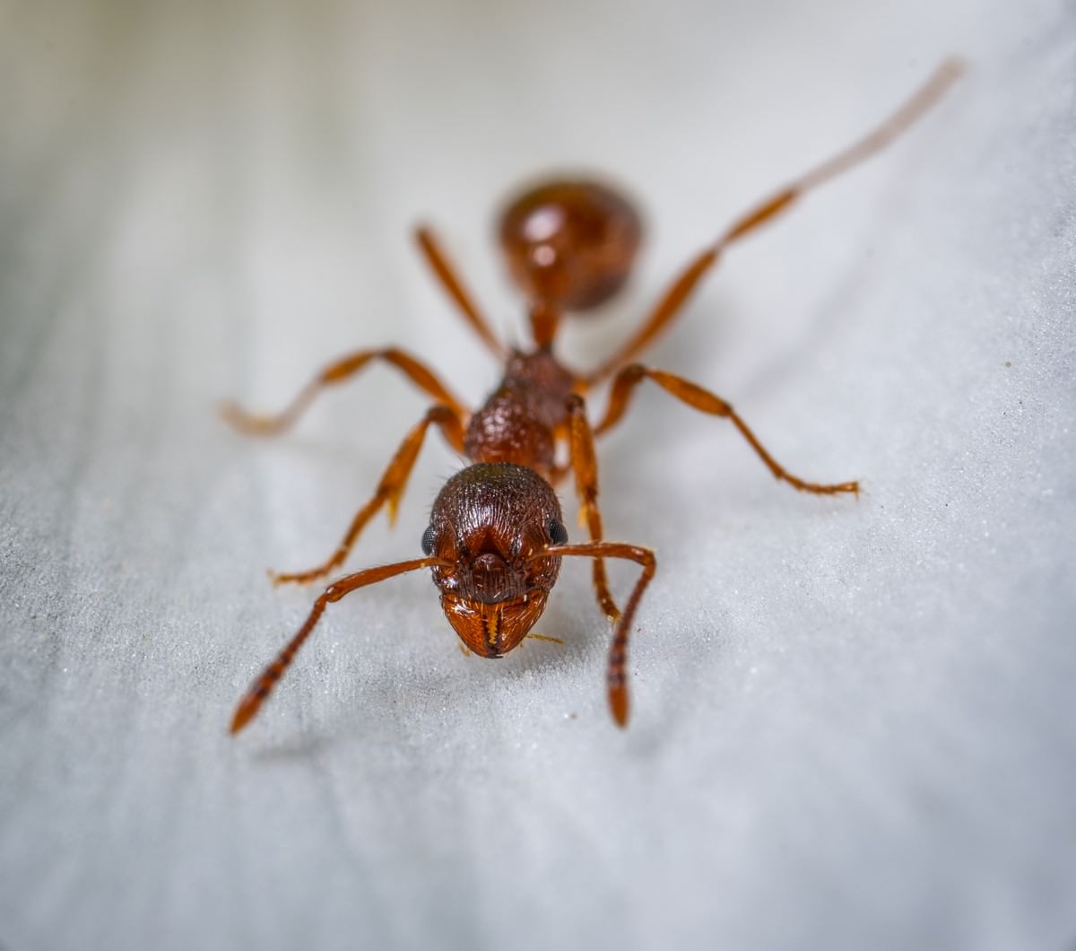 Imagem meramente ilustrativa de formiga. Foto: Egor Kamelev no Pexels.
