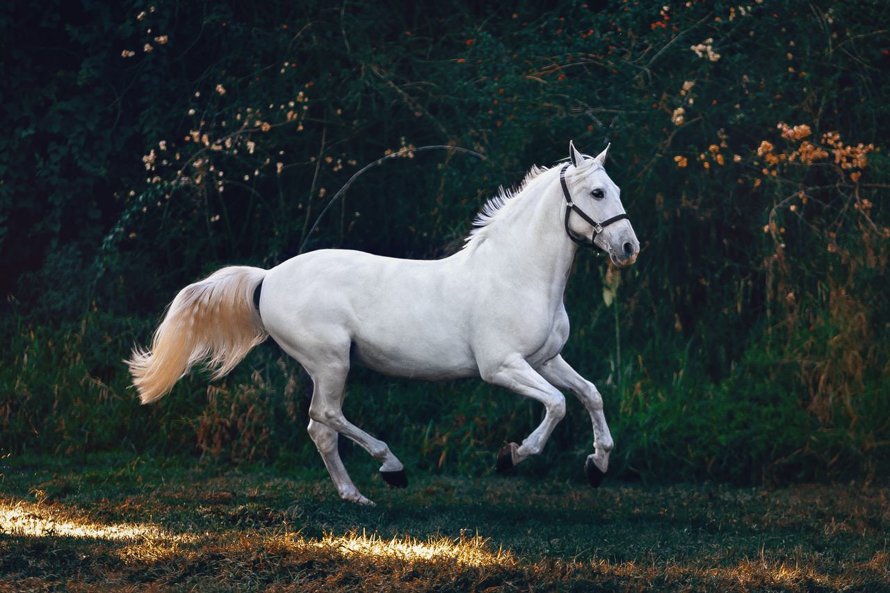 Imagem meramente ilustrativa de cavalo. Foto: Helena Lopes no Pexels.