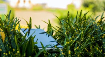 Imagem meramente ilustrativa de celular no gramado. Foto: Anirban Ghosh no Pexels.
