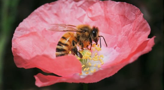 Agrotóxico comum no Brasil pode colocar em risco espécies nativas de abelhas, aponta estudo
