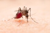Dengue: Uma Perspectiva Abrangente sobre a Doença, seus Sintomas, Transmissão, Tratamento e Prevenção