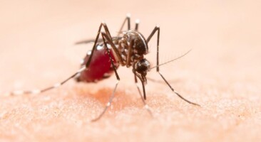 Dengue: Uma Perspectiva Abrangente sobre a Doença, seus Sintomas, Transmissão, Tratamento e Prevenção. Imagem de jcomp no Freepik.
